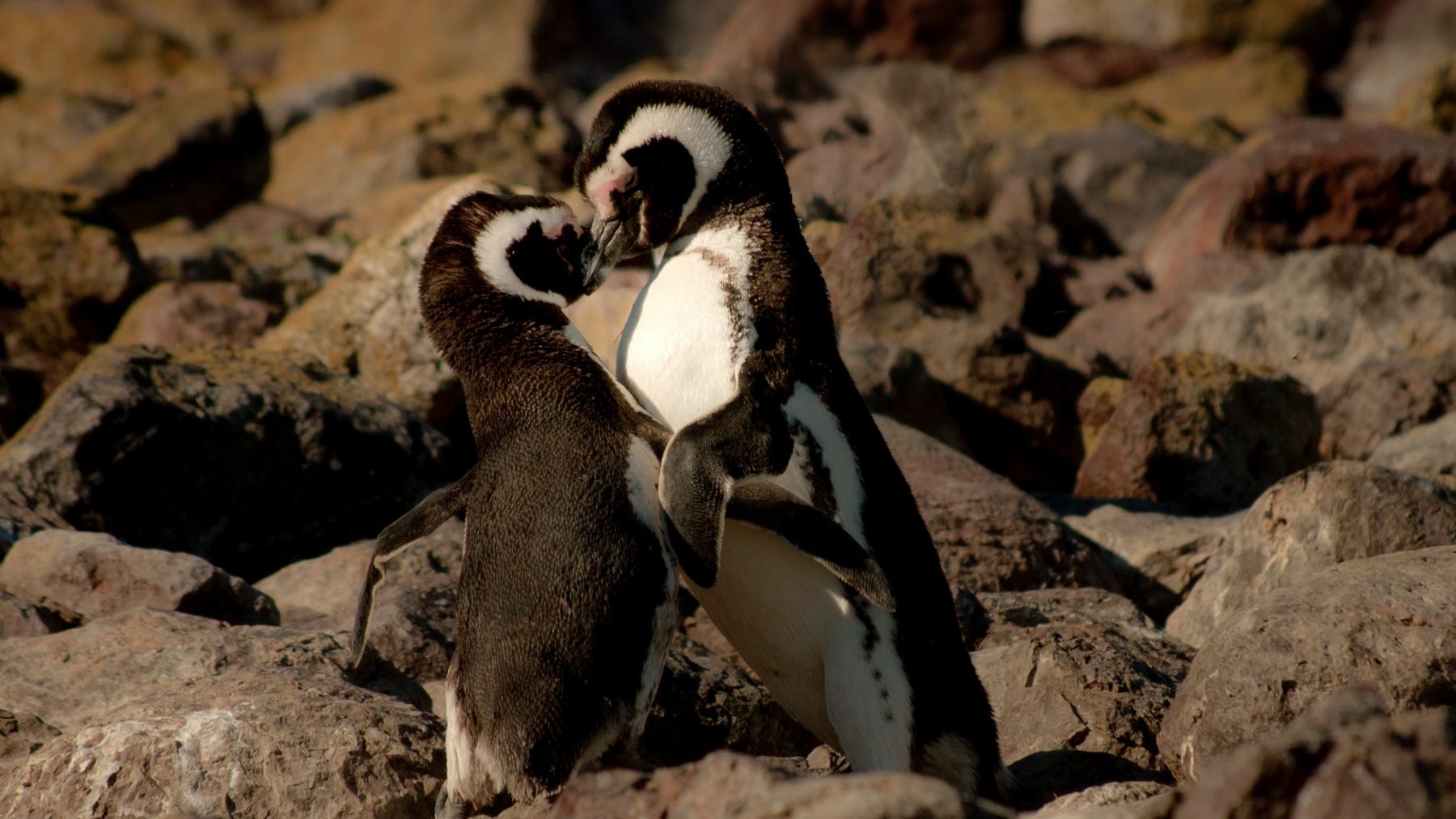 Pinguins