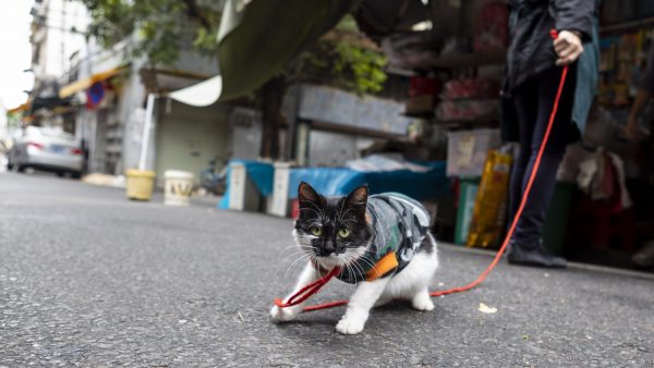 katten en honden