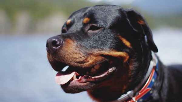 rottweilers