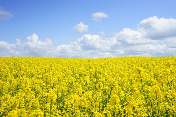 Hooikoortspatiënten opgelet: opnieuw zonnige dagen (en pollen) op komst