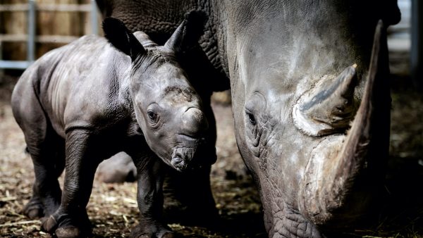 Neushoorn neushoornbaby Blijdorp