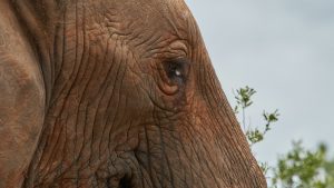 Thumbnail voor Pianist speelt Beethoven voor geredde olifant in Thailand en dat is écht heel bijzonder