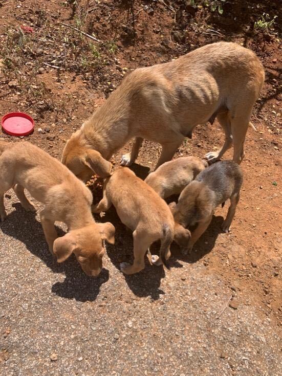 Brokken voor zwerfhonden op Curaçao: 'We kunnen ze een half jaar voeden' 