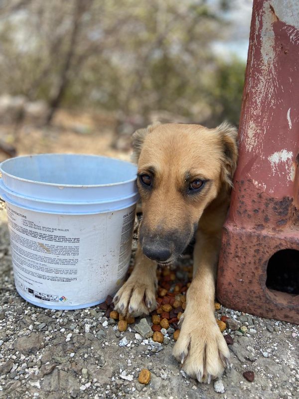 Brokken voor zwerfhonden op Curaçao: 'We kunnen ze een half jaar voeden' 