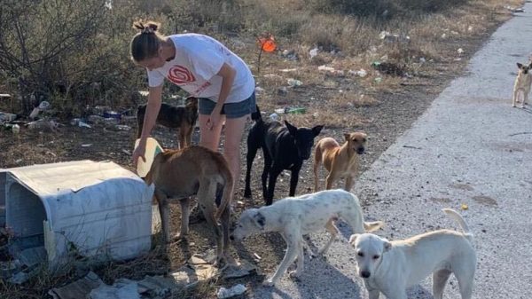 Brokken voor zwerfhonden op Curaçao: 'We kunnen ze een half jaar voeden'