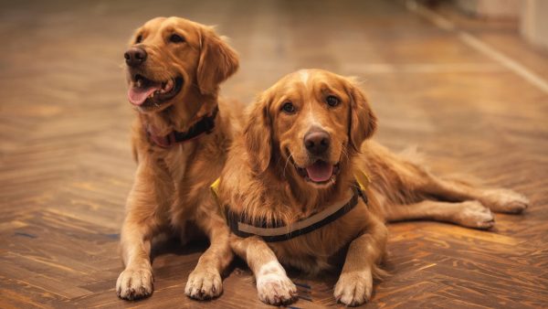 golden retrievers