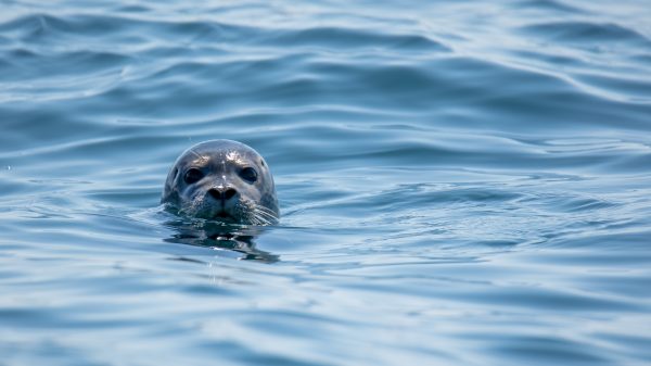 zeehond droppie
