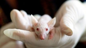 Thumbnail voor Neusspray mogelijk effectief tegen alzheimer, blijkt uit proef met muizen