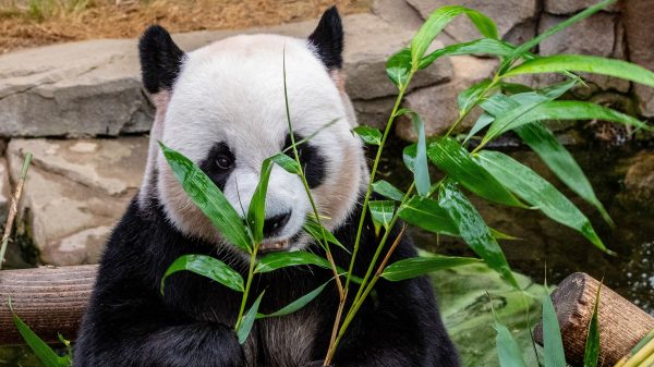 Raak geschoten: er is een reuzenpanda geboren in Ouwehands Dierenpark