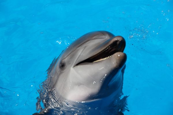 Nieuwe poging dolfijn Zafar uit Amsterdamse haven weg te loodsen