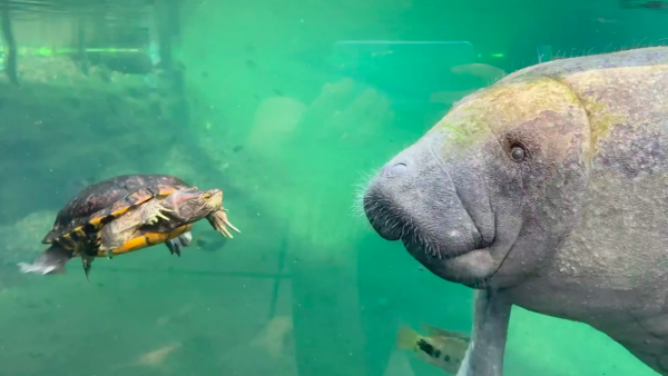 schildpad en zeekoe