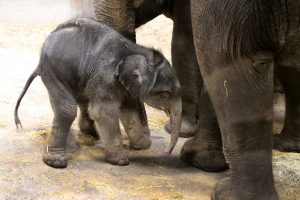 olifantje geboren
