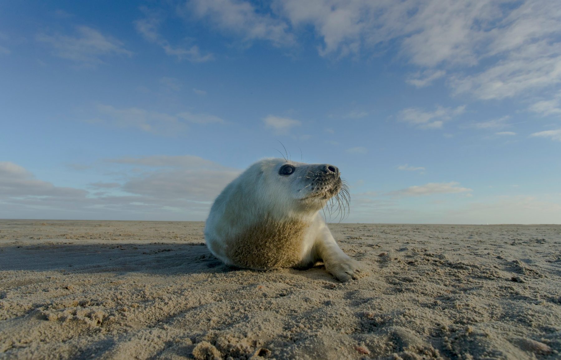 het wad natuur docu