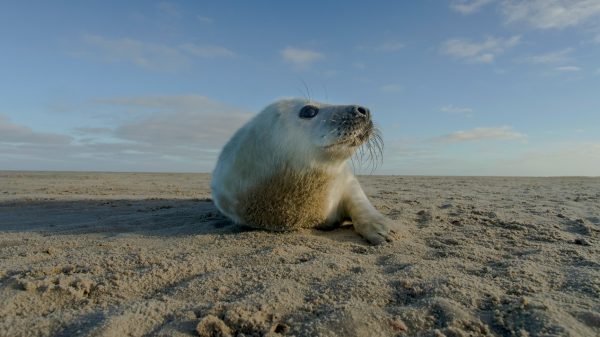 het wad natuur docu