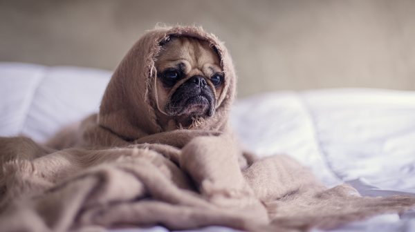 deze honden hebben óók een quarantaine coupe