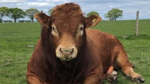 Oeps: stier met jeukend achterste zet drie Schotse dorpen zonder stroom