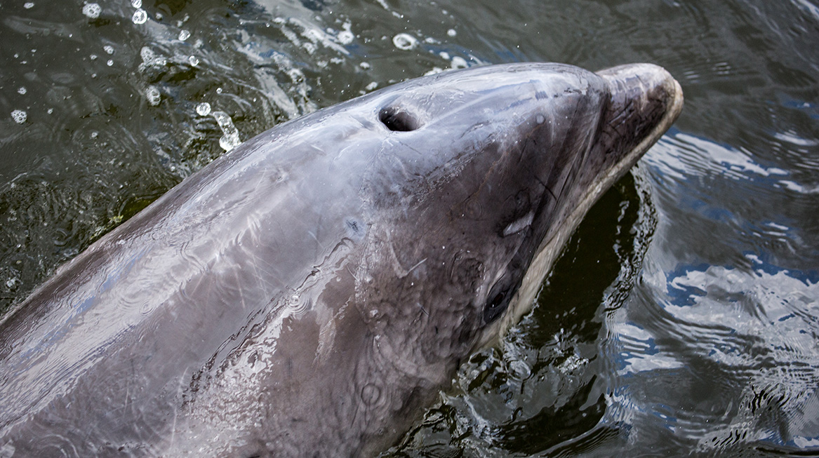 Dolfijn Zafar dood gevonden op strand
