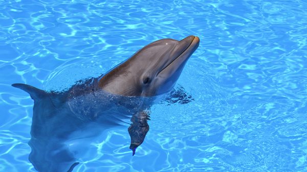 dolfijn zafar dood gevonden in wijk aan zee
