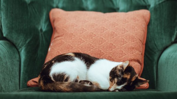 Hobbytrend uit Amerika haak een tweezits voor Minoes - haken