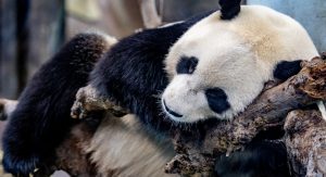 Thumbnail voor Knuffelende moeder en babypanda in Ouwehands Dierenpark zijn wereldwijde internethit