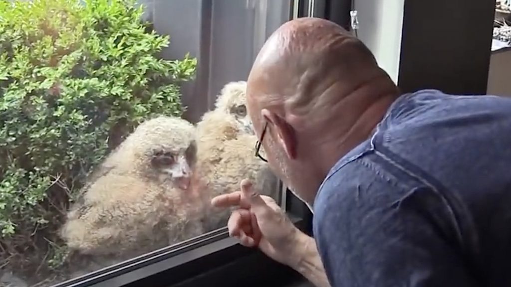 Oehoes op het balkon van Jos Baart