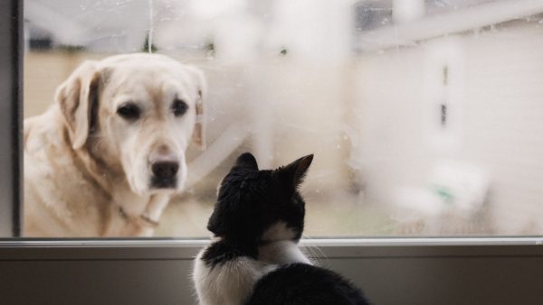 Wat betekent de kans op mens-dier-mens-besmetting voor jouw huisdier?