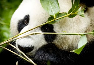 Thumbnail voor Brenda (37) is pandaverzorger en ja, dat is écht de beste baan van de wereld