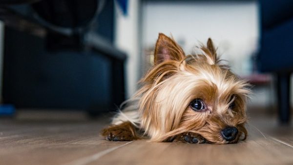 Hondje in vuilnisbak Schiphol gevonden, reactie van eigenaar ongekend