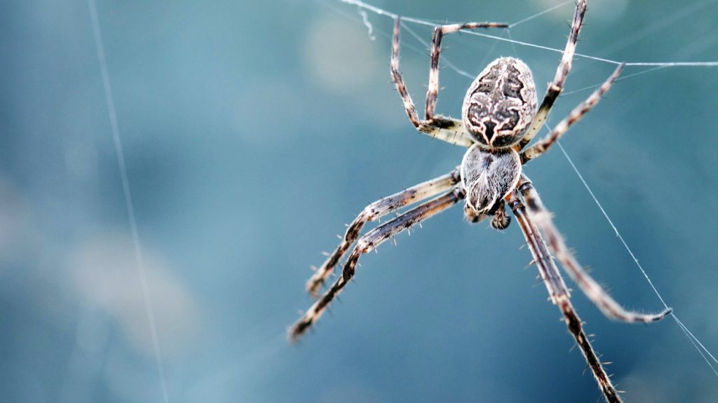 Waarom zijn we bang voor spinnen en wat doe je ertegen?