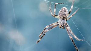 Un microcosmo del perché così tante persone temono i ragni (e come sbarazzarsi di quella paura)