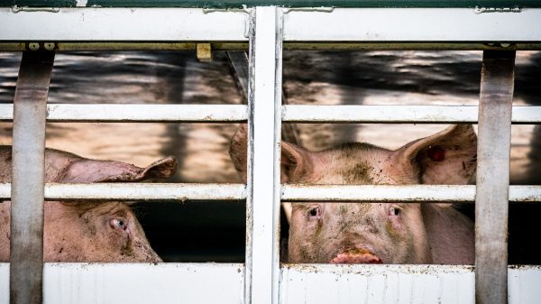 Opnieuw slachthuis dicht