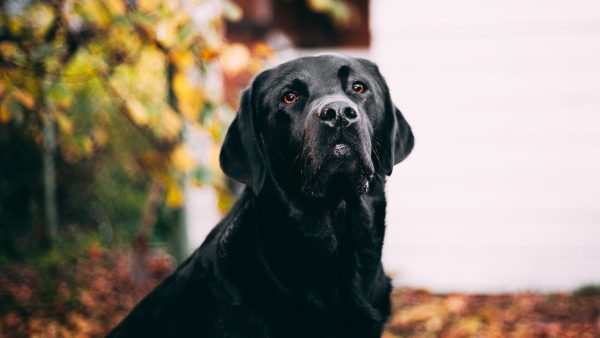 labrador video yogales yoga viral