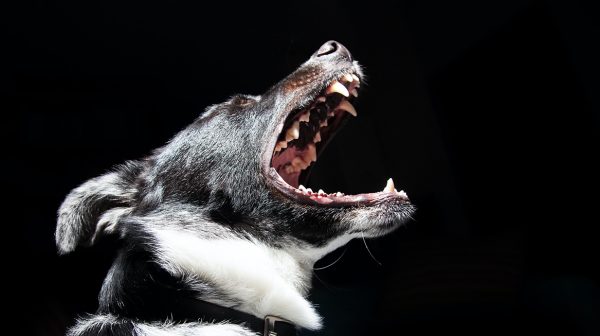 agressieve hond doorgeschoten door politie na aanval