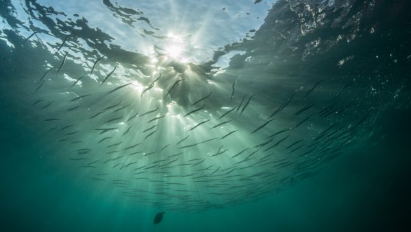 Even genieten: deze foto's zijn een ode aan prachtige oceanen