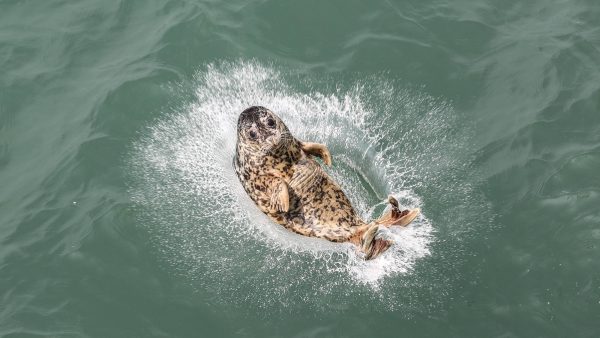 Even genieten: deze foto's zijn een ode aan prachtige oceanen