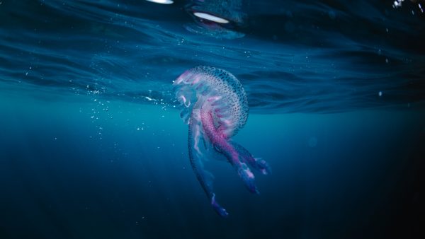 Even genieten: deze foto's zijn een ode aan prachtige oceanen