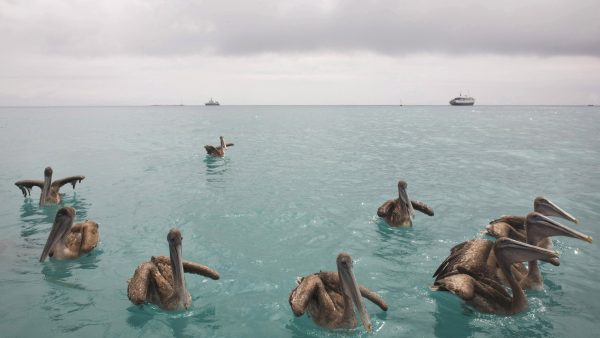 Even genieten: deze foto's zijn een ode aan prachtige oceanen