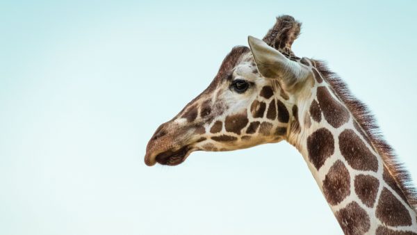 Verdriet in Blijdorp: giraffehengst Banio onverwachts overleden