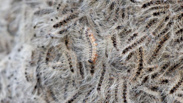 Onderzoekers voorspellen dat jeukklachten door eikenprocessierups weer toenemen