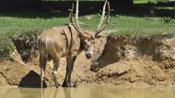 In het wild uitgestorven hertensoort geboren in Beekse Bergen