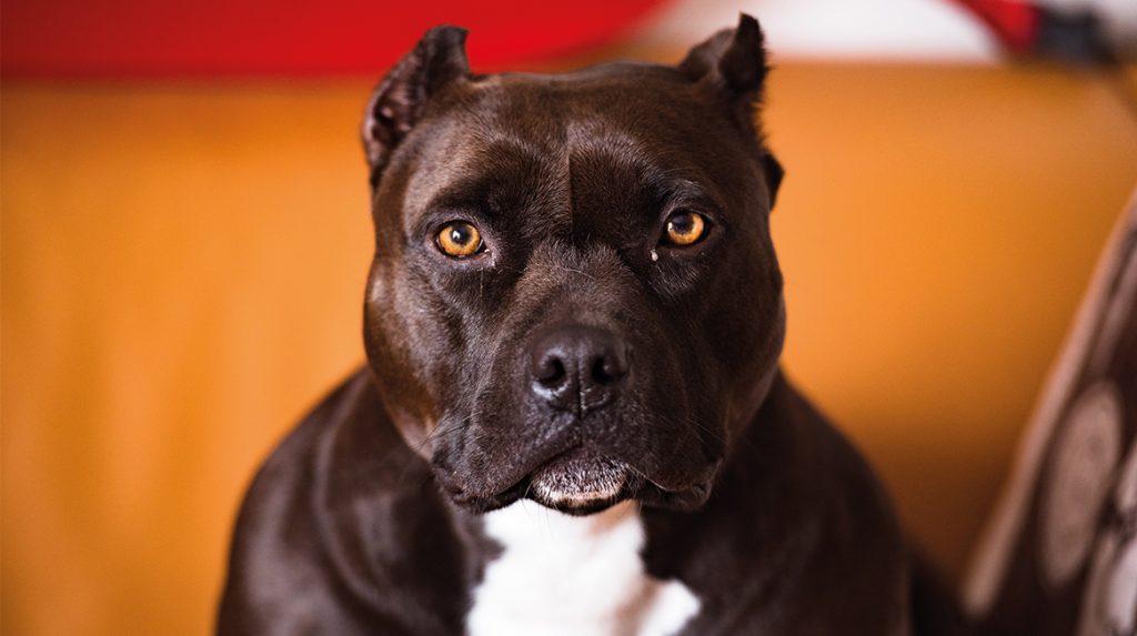 asiel-honden-bijtincidenten
