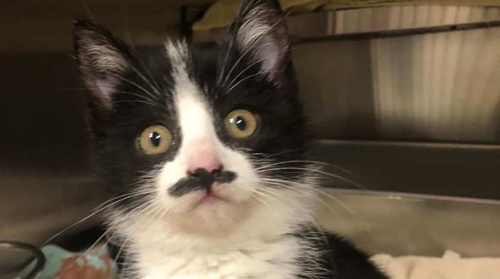 kitten Dolfje dierenambulance Amsterdam