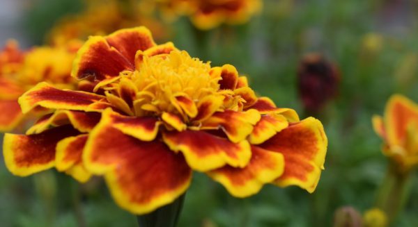 Van Afrikaantjes naar tagetes, of toch weer afrikaantjes?