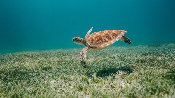 schildpad bedreigd diersoort