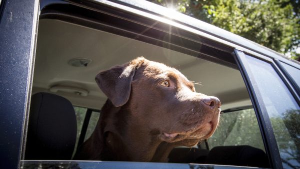 Politie is klaar met baasjes die hond 'even' in snikhete auto achterlaten