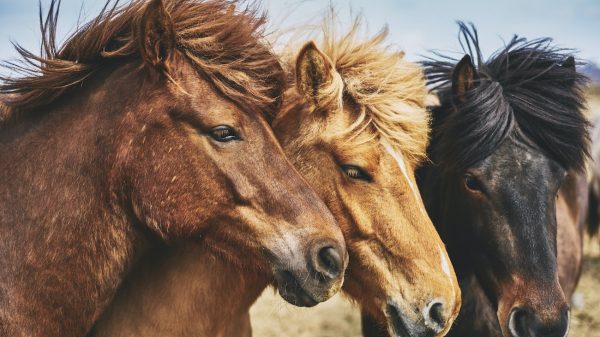 Einde aan kermispony's in Vlaanderen: 'Het is achterhaald'