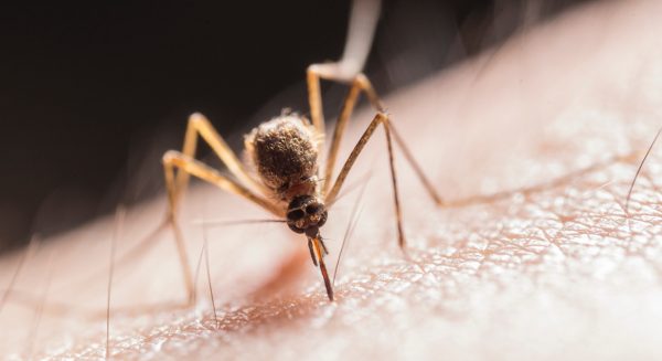 Bioloog legt uit waarom er zo veel muggen en fruitvliegen zijn en wat je ertegen kunt doen