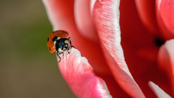 Badgasten verrast door massa’s hongerige en bijtgrage lieveheersbeestjes