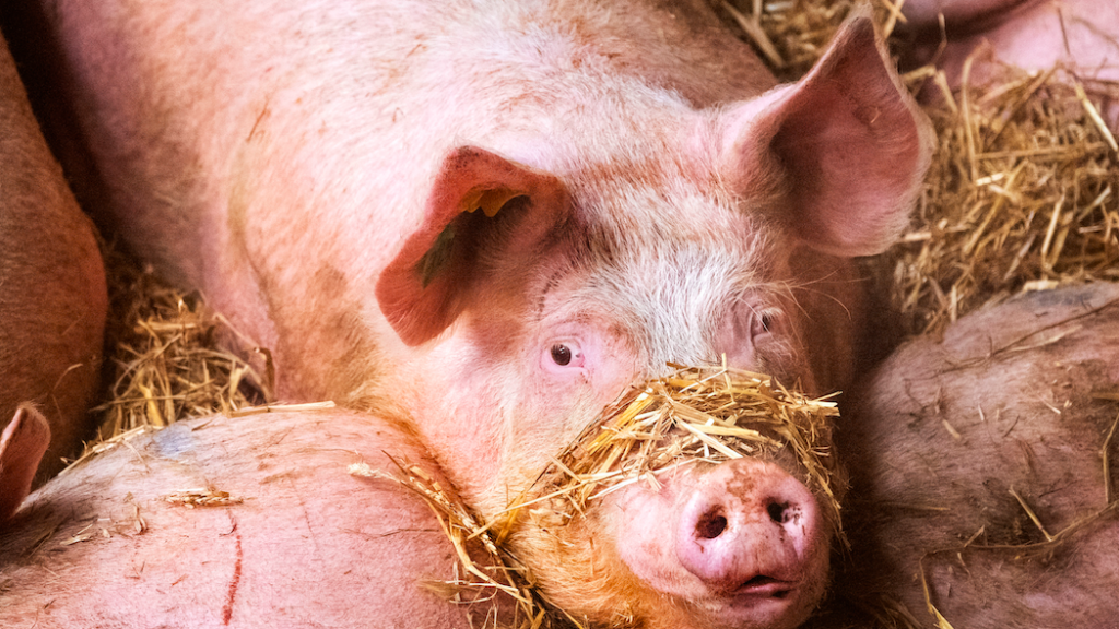 Stichting Varkens in Nood doet aangifte tegen slachterij wegens onnodig dierenleed