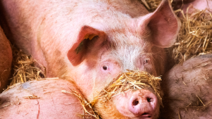 Thumbnail voor Stichting Varkens in Nood doet aangifte tegen slachterij wegens onnodig dierenleed